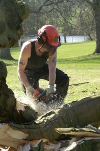 Robert Wilson - Tree Surgeon and Gardener